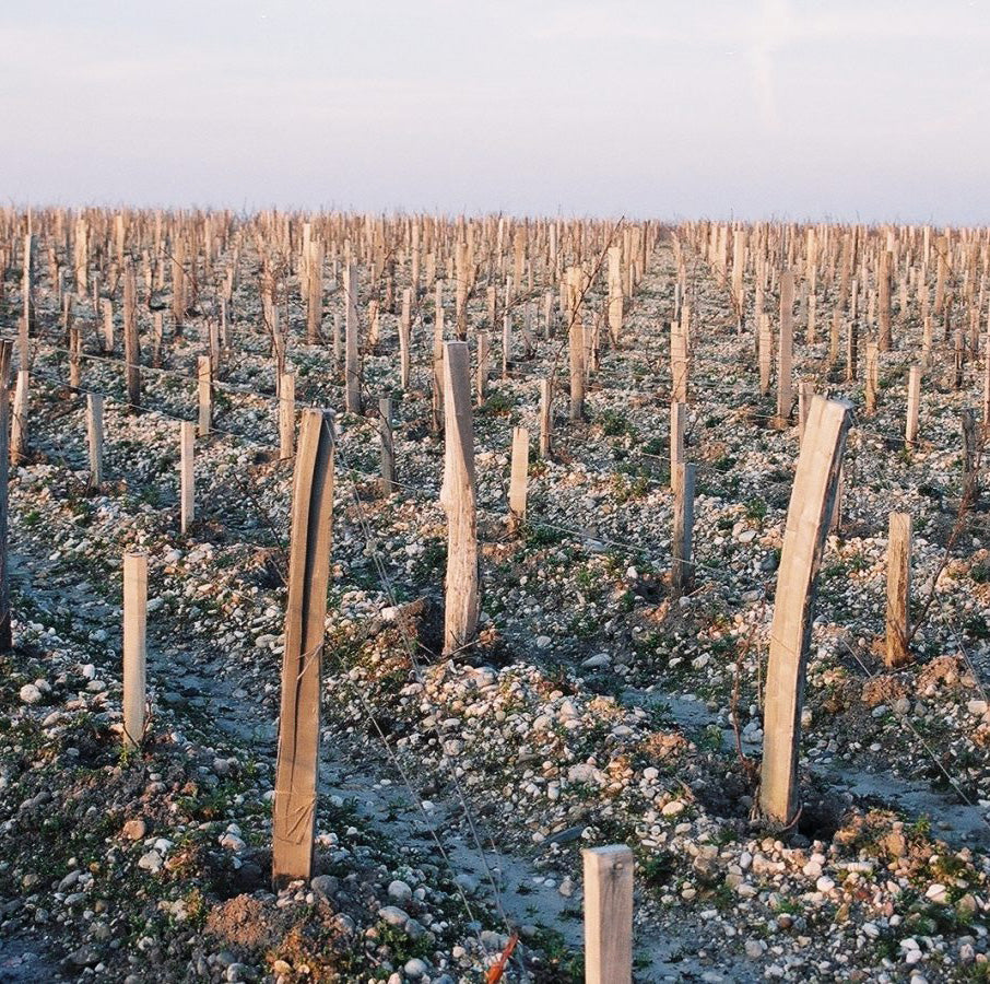 Chateau Margaux vines in winter