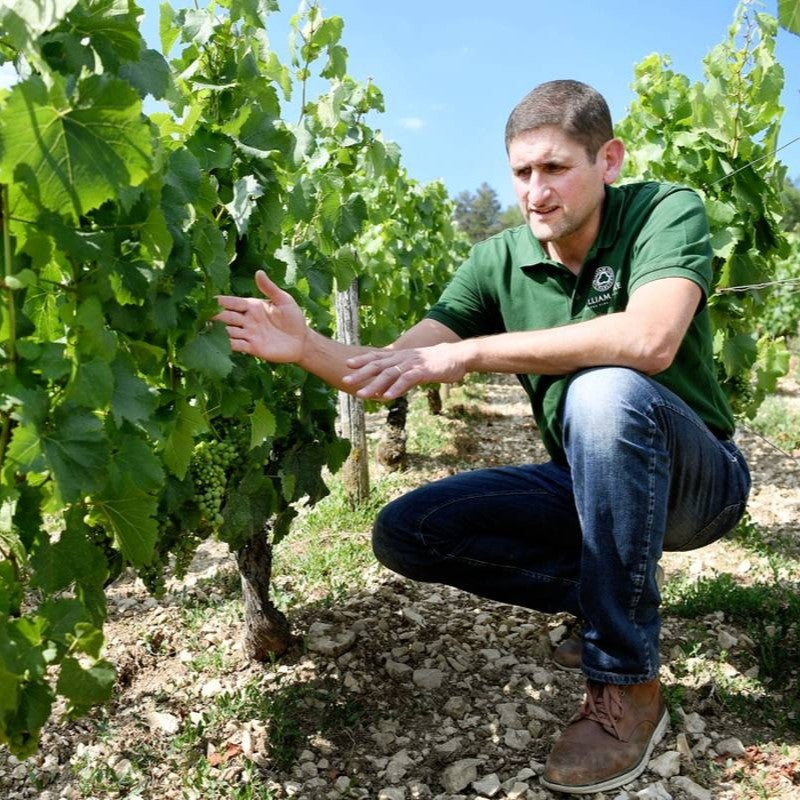 Didier Séguier in the vineyard