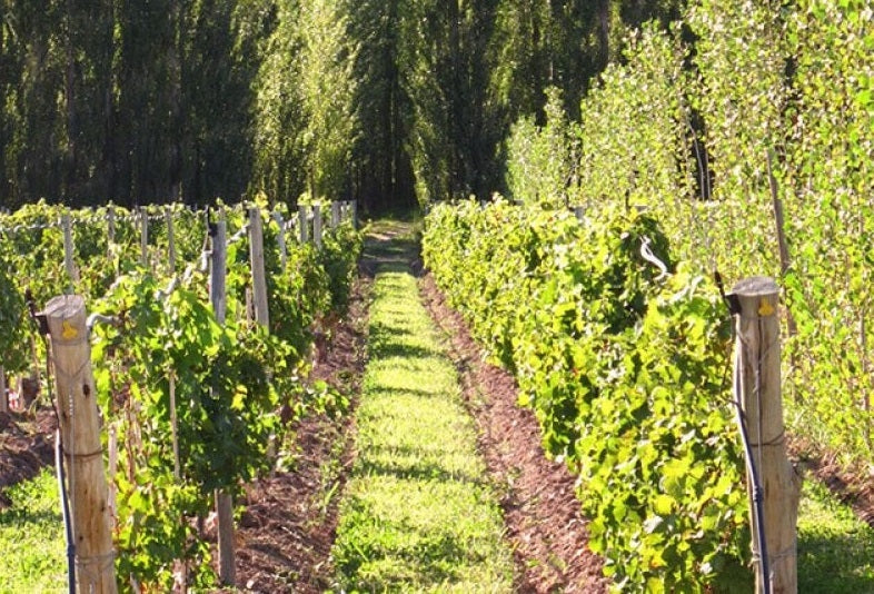 The vineyards of Bodega Chacra in Patagonia, Argentina