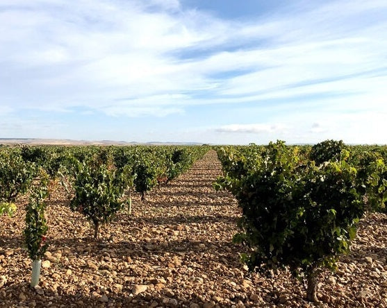 The vineyards of Bodegas Pintia in Toro