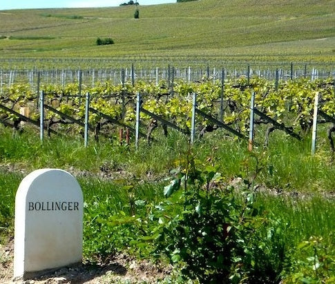 The vineyards of Bollinger