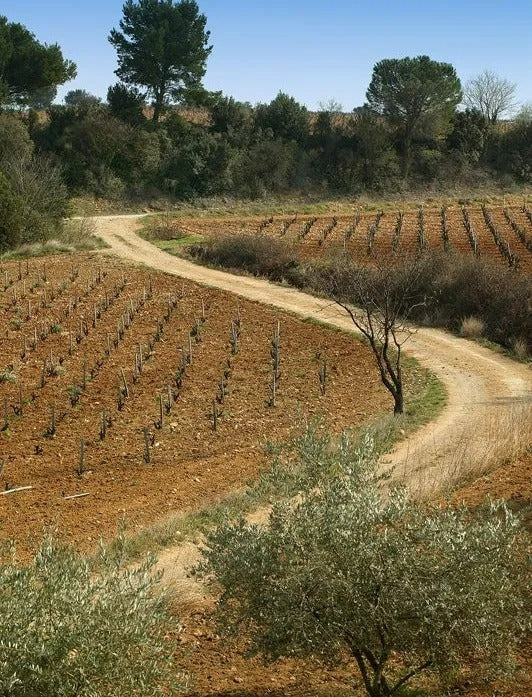 The vineyards of Chateau des Tours