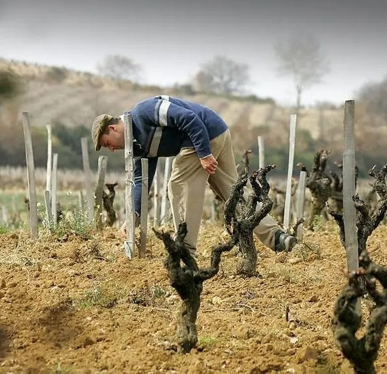 Emmanuel Reynaud in the vineyards of Chateau Rayas