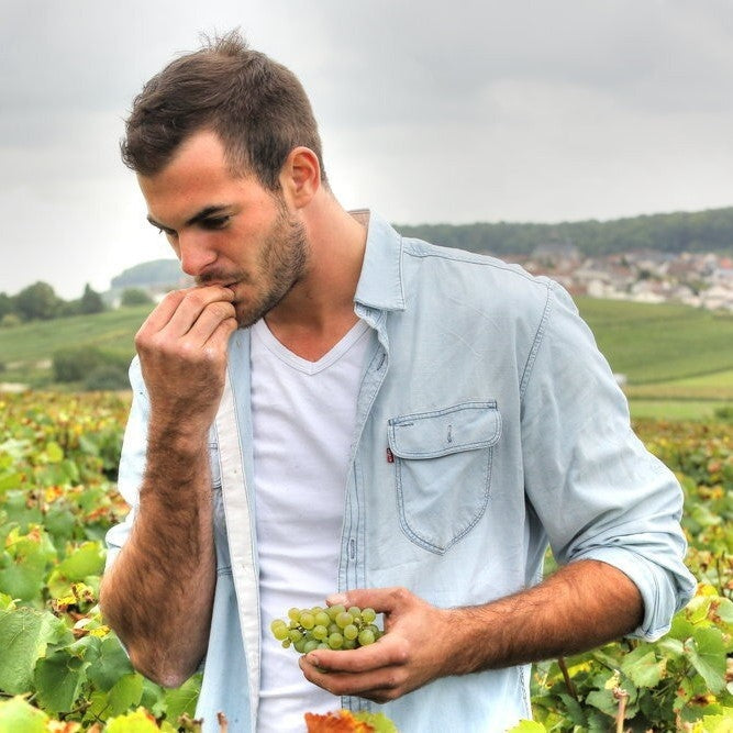 Adrien Dhondt tasting the grapes in the vineyard