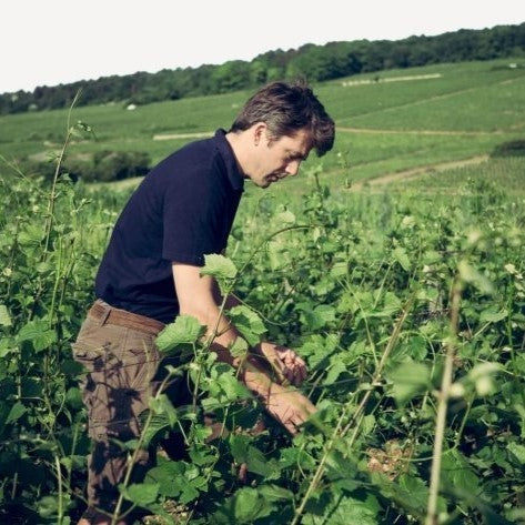 Cyprien Arlaud in the vineyard