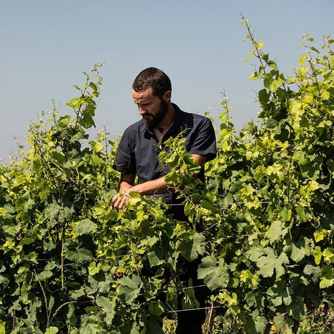 Winemaker Julien Mareschel tending to the vines