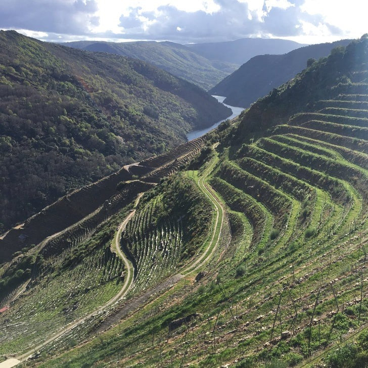 The steep terraced A Ponte vineyard of Guimaro.