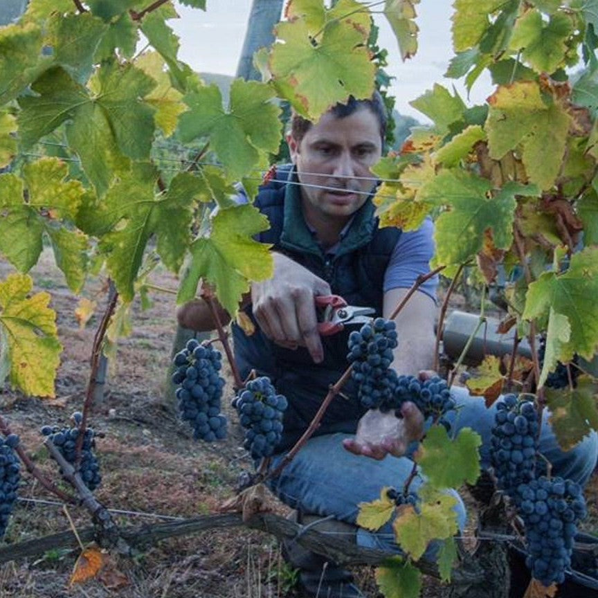 Jean-Baptiste Souillard picking grapes