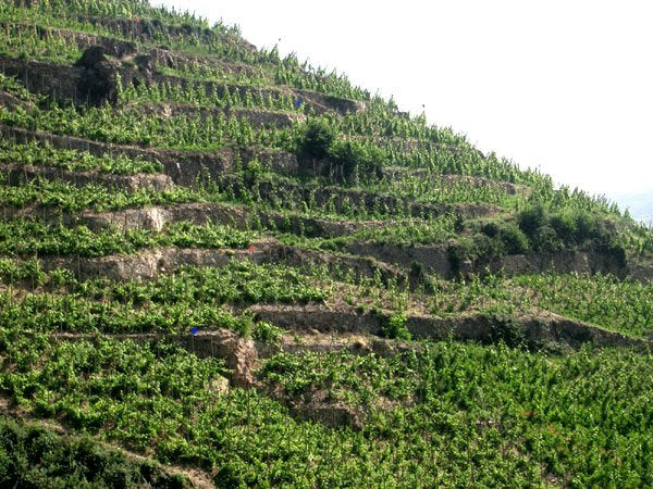 Jean-Michel Stephan farms organically in Cote Rotie