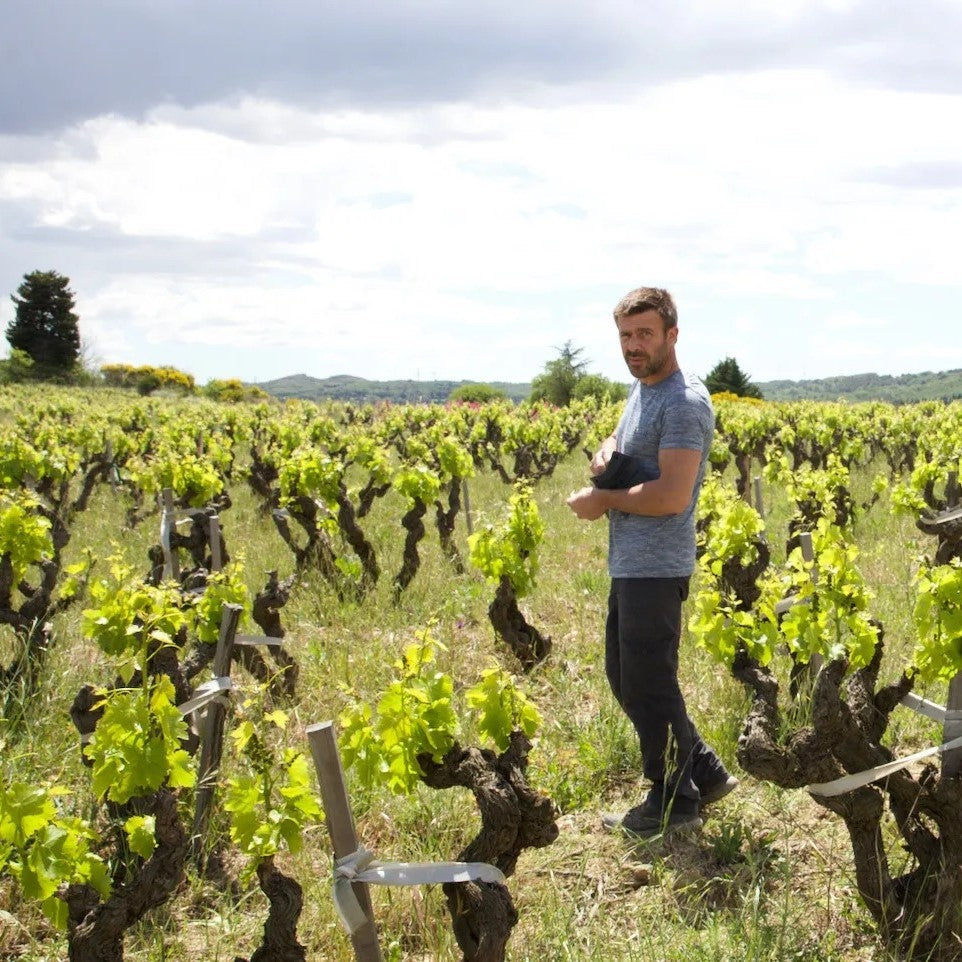 Nicolas Renaud in the vineyard