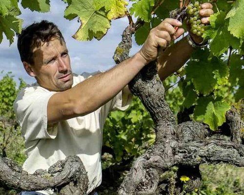 Stephane Bernaudeau harvesting in Les Nourrissons.