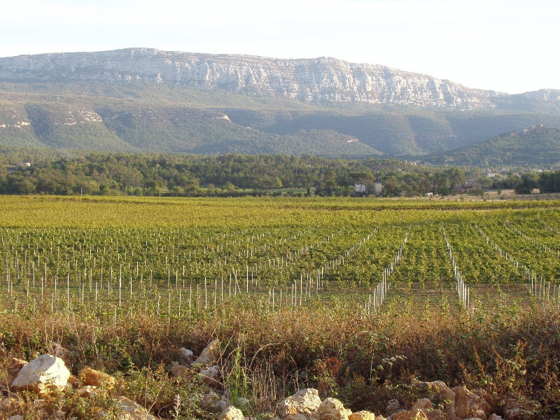 The vineyards of Triennes