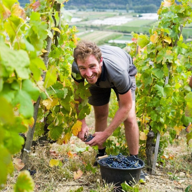 Xavier Gerard in the vineyard picking grapes