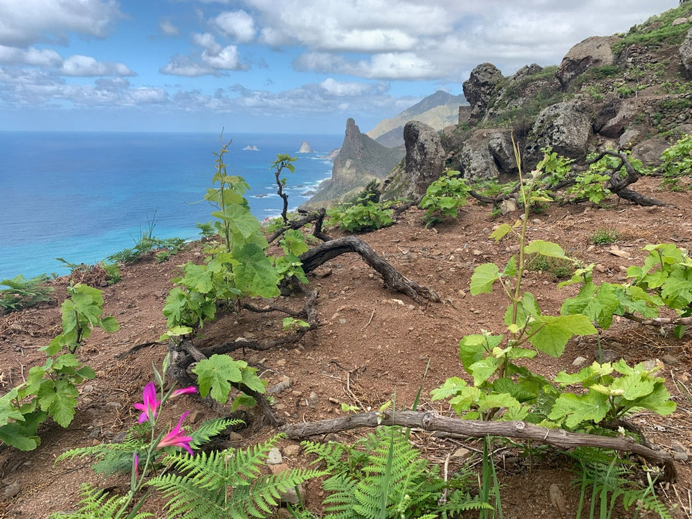 xEnvinate: Heroic Whites from the Canary Islands